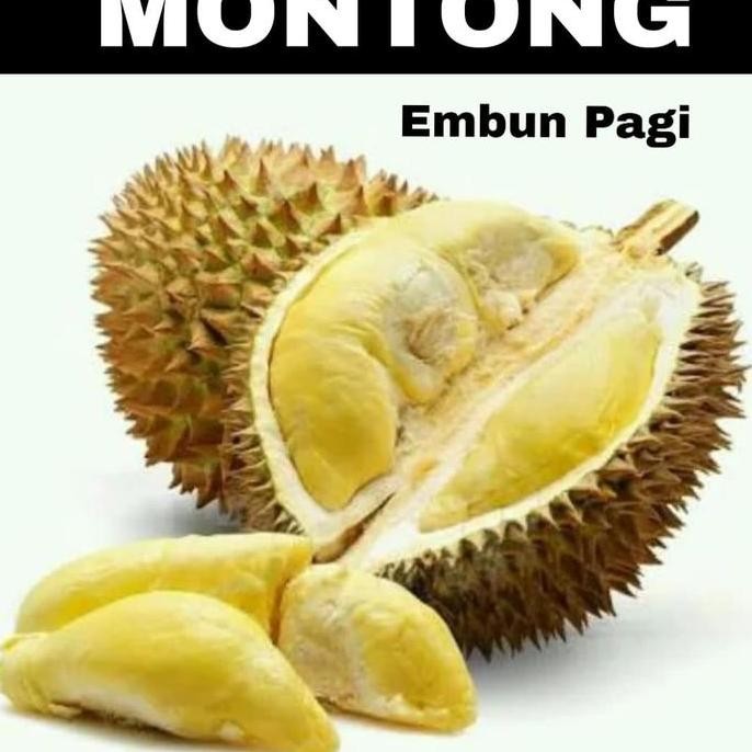 

Terlaris Terlaris Bibit Buah Durian Montong Unggul Tanaman