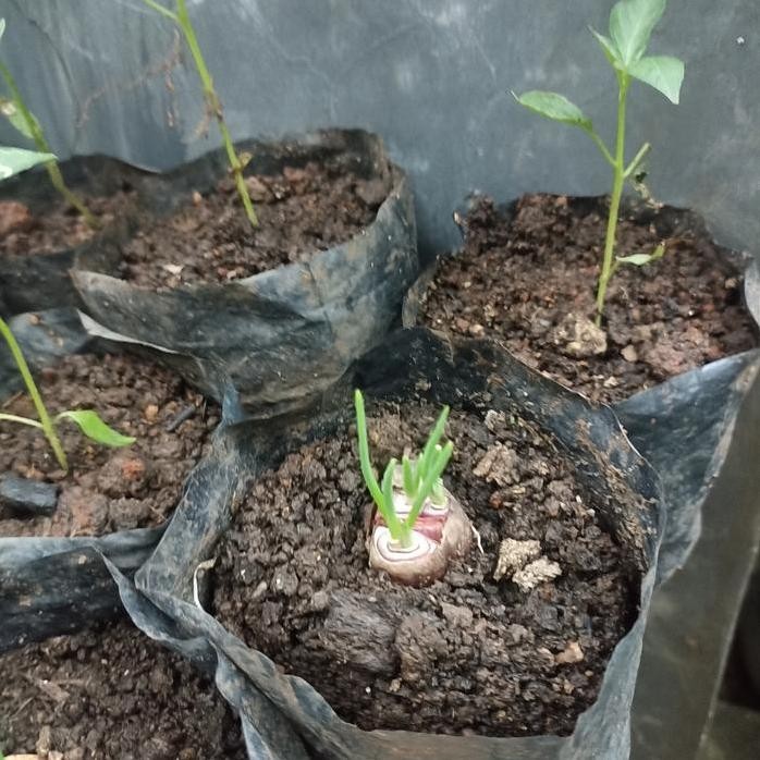 

Terlaris Bibit Tanaman Bawang Merah