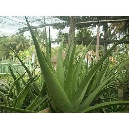 

Terlaris Bibit Tanaman Pohon Lidah Buaya Jumbo