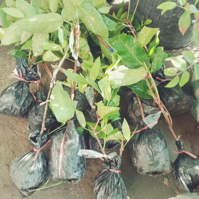 

Terlaris Bibit Cangkok Jambu Air Diggus Asli