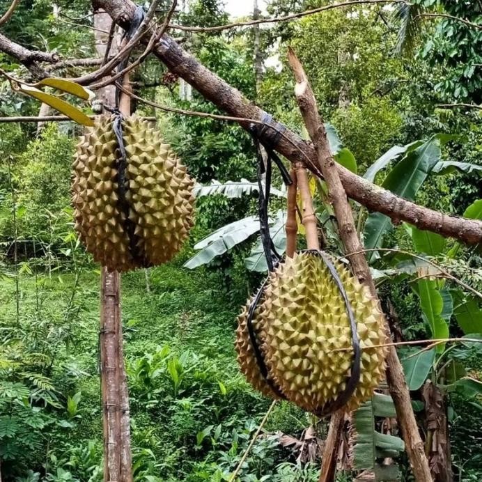 

Terlaris Bibit Durian Musangking Ukuran 1 Meter Batang Besar Siap Fjjxvr 9752Rd