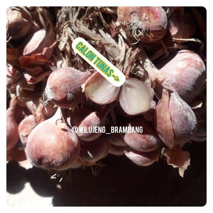 

Terlaris Ready Bibit Bawang Merah Tajuk Per-Kilo