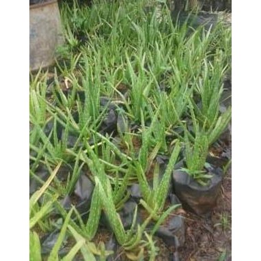 

Terlaris Bibit Tanaman Lidah Buaya Aloevera