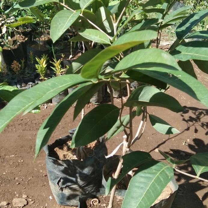 

Terlaris Bibit Klengkeng Aroma Durian