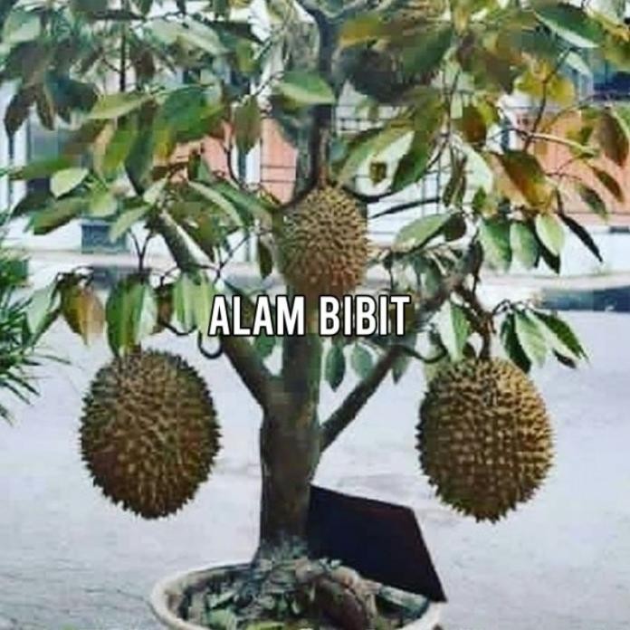 

Terlaris Terlaris Bibit Durian Montong | Cocok Di Tanam Pot