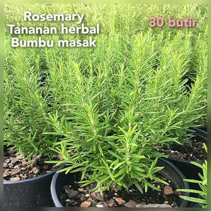 

Terlaris Benih Bibit Rosemary 30 Butir Siap Semai