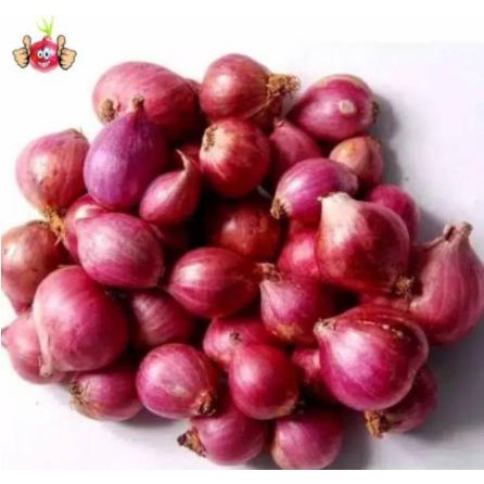 

Terlaris Bibit Bawang Merah 10 Umbi