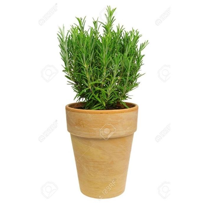 

Terlaris Amefurashi Benih / Bibit / Seed Herbal Rosemary Tanaman Harum Cocok