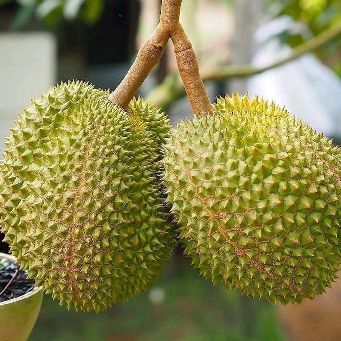 

Terlaris Bibit Buah Durian Macam Macam Jenis || Bibit Sudah Okulasi Cepat Berbuah