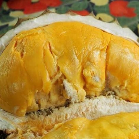 

Terlaris (2Pcs)Bibit Durian Baby Super Tembaga / Bibit Durian Super