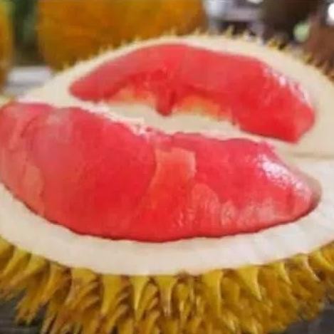 

Terlaris Bibit Durian Merah Kaki 3