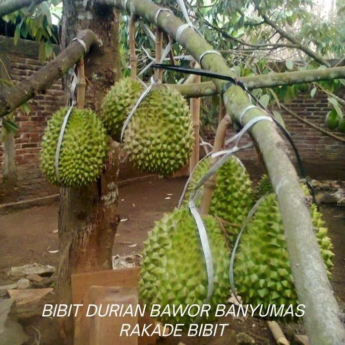 

Terlaris Promo Bibit Durian Bawor Asli Banyumas(Pengiriman Full Media)
