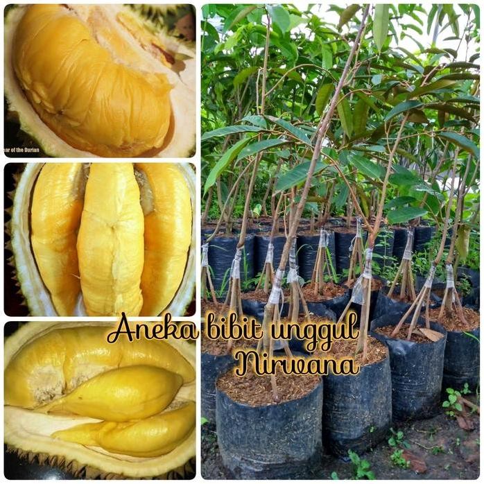 

Terlaris Bibit Buah Durian Musangking Kaki 4 Unggul