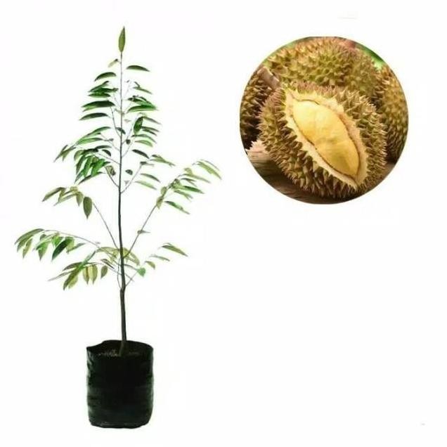 

Terlaris Bibit Durian Tembaga Okulasi