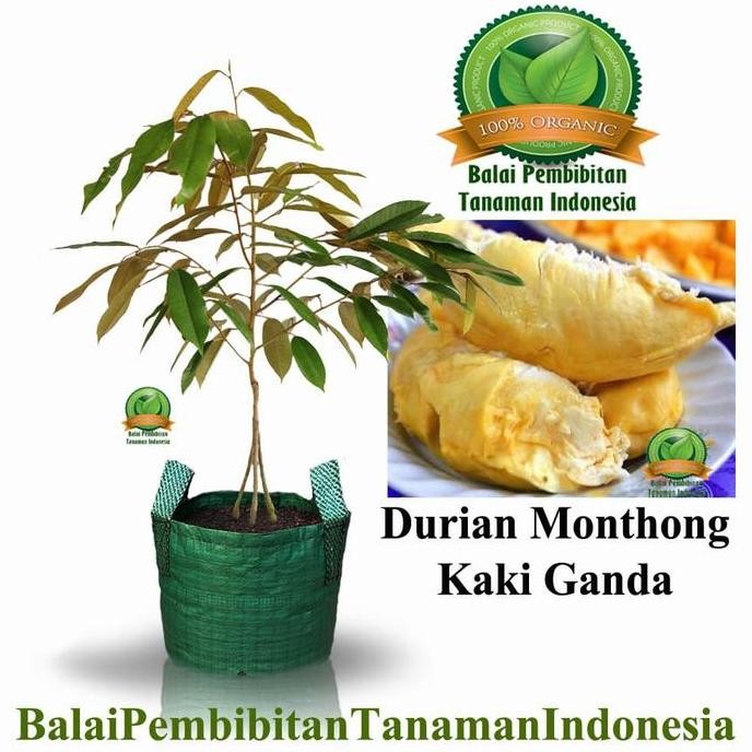 

Terlaris Bibit Durian Monthong Kaki 3 / Bibit Buah / Tanaman