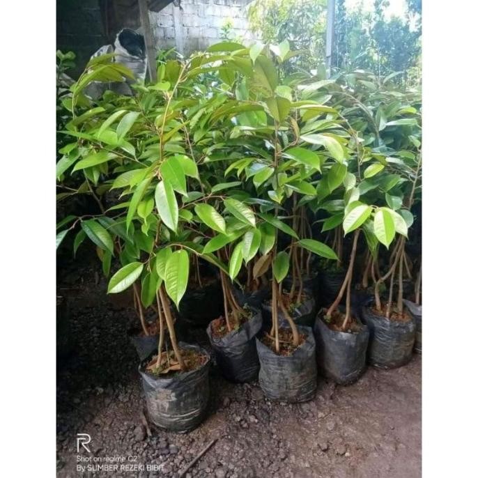 

Terlaris Bibit Durian Super Tembaga Kaki 3 Hasil Okulasi Cepat Berbuah