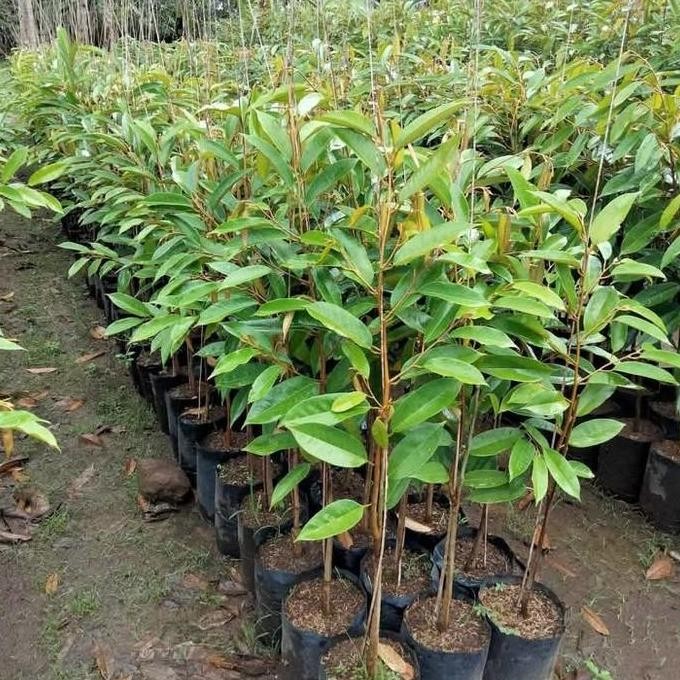 

Terlaris Bibit Durian Bawor Asli Hasil Okulasi Cepat Berbuah