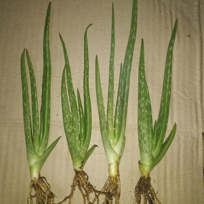 

Terlaris Bibit Tanaman Lidah Buaya Jumbo/Besar Eeee