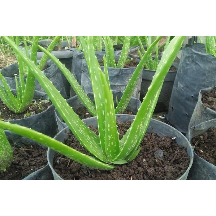 

Terlaris Tanaman Bibit Lidah Buaya, Ready Stock Sameday Delivery Jogja