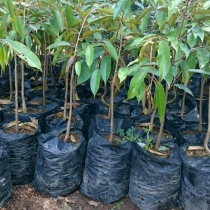 

Terlaris Paket 3 Bibit Tanaman Buah Durian Monthong Thailand Super