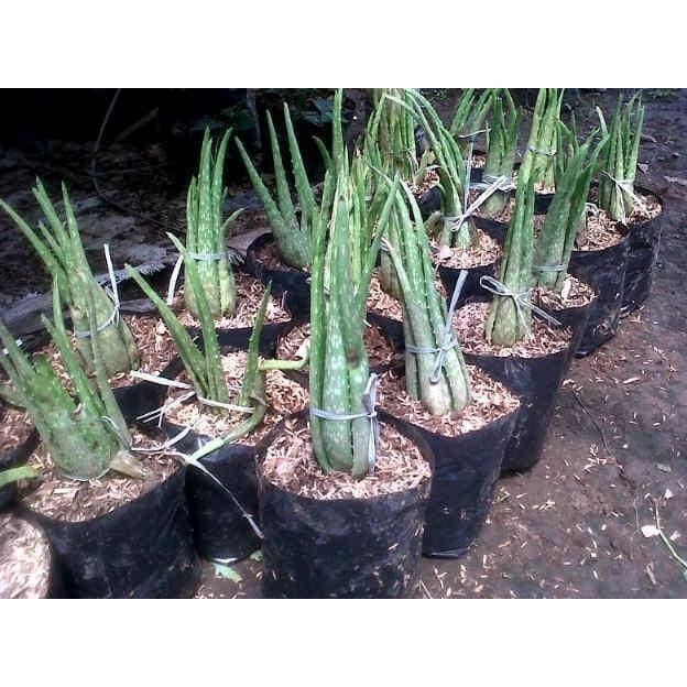 

Terlaris Bibit Tanaman Lidah Buaya / Aloe Barbadensis Miller Barang Super