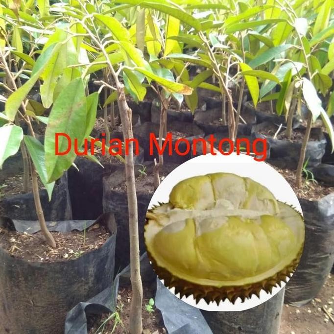 

Terlaris Asli Paket Murah 3 Bibit Durian Montong, Bawor, Musangking