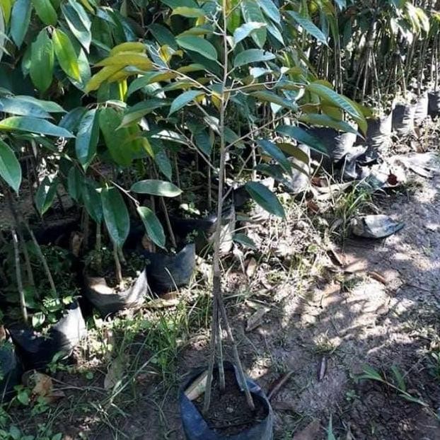 

Terlaris Bibit Durian Montong Kaki 3 Super