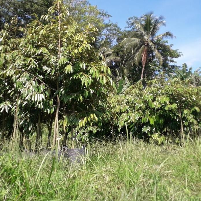 

Terlaris Bibit Durian Oche Kaki 3 Tinggi 2Meter Up