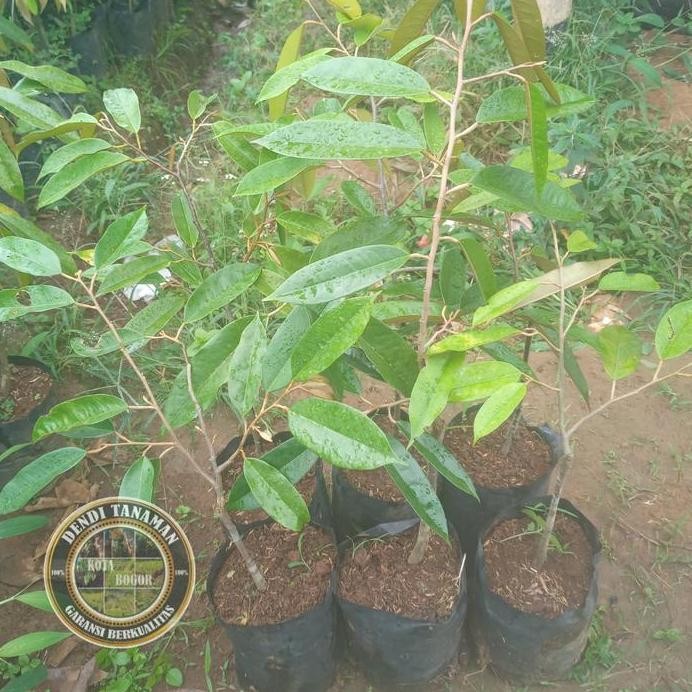 

Terlaris Bibit Pohon Durian Kaki Tunggal Batang Tua / Tanaman Buah Durian