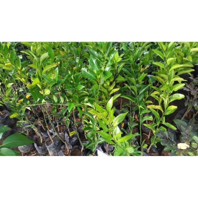 

Terlaris Bibit Jeruk Nipis