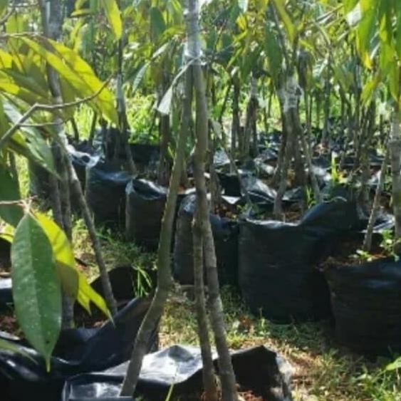 

Terlaris Bibit Buah Pohon Durian Musangking Kaki 3 Tinggi 1 Meter Cepat Berbuah Tos