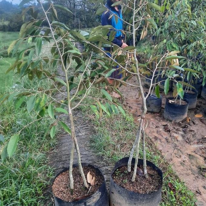 

Terlaris Bibit Durian Akar 3 Jenis Ochee Hasil Okulasi