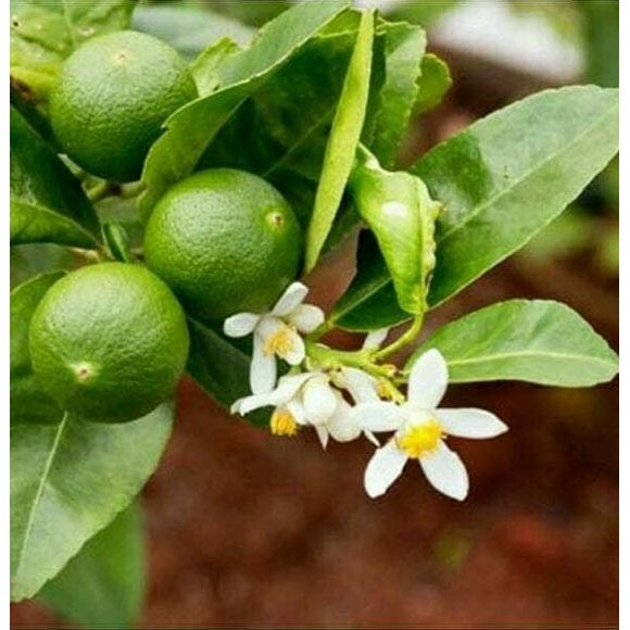 

Terlaris Bibit Pohon Jeruk Nipis Sudah Berbunga
