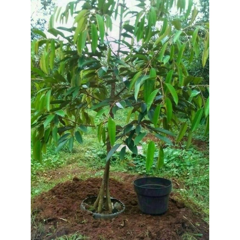 

Terlaris Bibit Durian Kaki Tiga Unggul, Bawor, Monthong, Dan Musangking