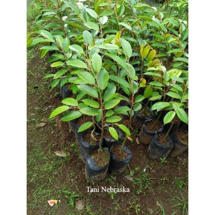 

Terlaris Bibit Durian Bawor Okulasi Superan Grade A