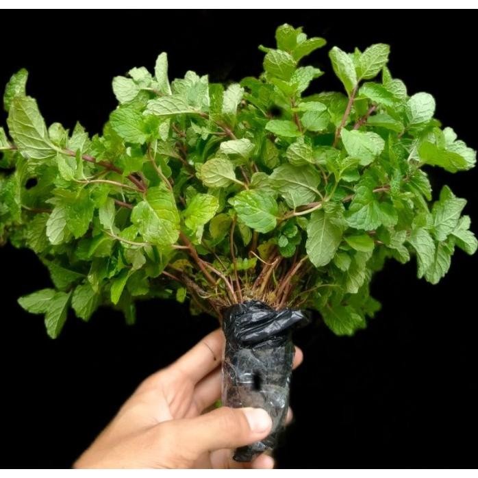 

Terlaris Original Termurah! Daun Mint Bibit Daun Mint Papermint Segar Mentha