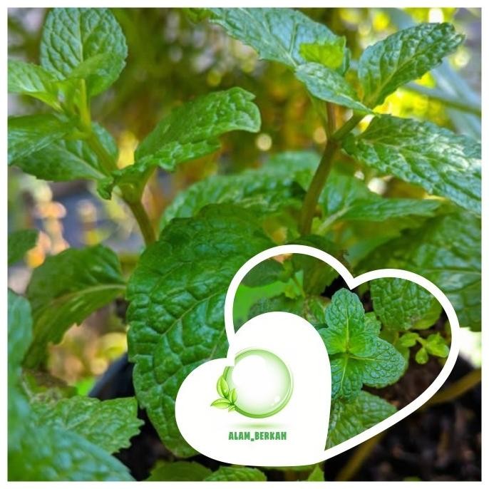 

Terlaris Bibit Tanaman Apel Mint/Tanaman Herbal Daun Apel Mint Kt14