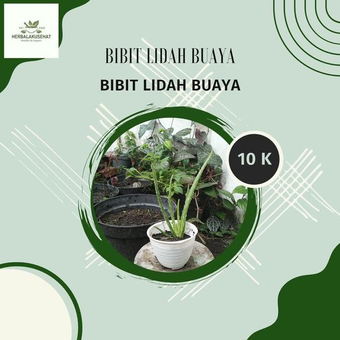 

Terlaris Bibit Lidah Buaya