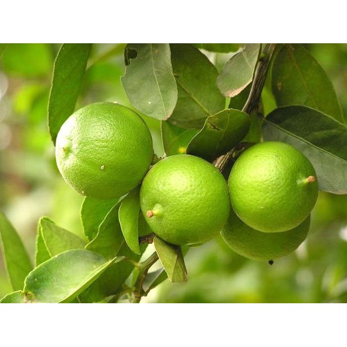 

Terlaris Biji/Benih/Bibit Buah Jeruk Nipis