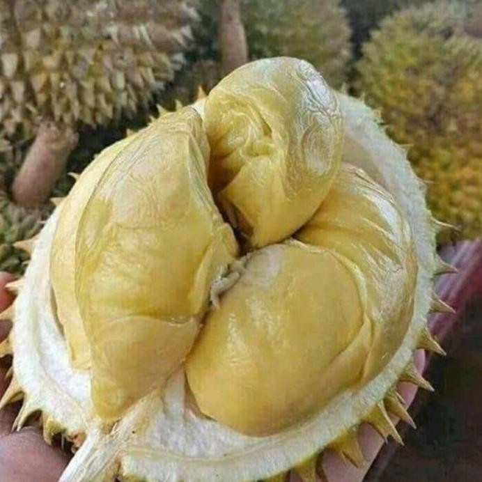 

Terlaris Bibit Durian Montong Kani Super Okulasi Asli Buatan Sendiri
