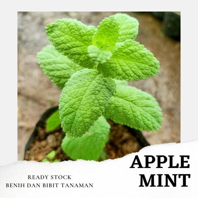 

Terlaris Bibit Tanaman Daun Apple Mint Apel Mint Mentha Suaveolens Herbal Pohon