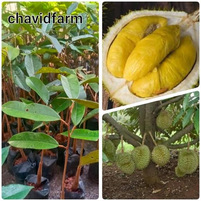 

Terlaris Bibit Durian Musangking Okulasi 250 Gram
