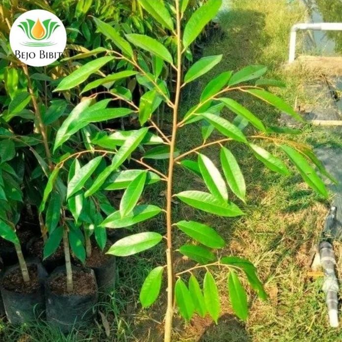 

Terlaris Bibit Durian Super Tembaga Tinggi 1 Meter Asli Bangka Hasil Okulasi
