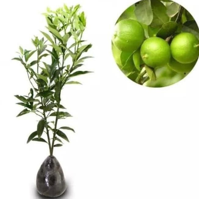 

Terlaris Dm1 Bibit Pohon Buah Jeruk Nipis - Tanaman Jeruk Nipis Ro*