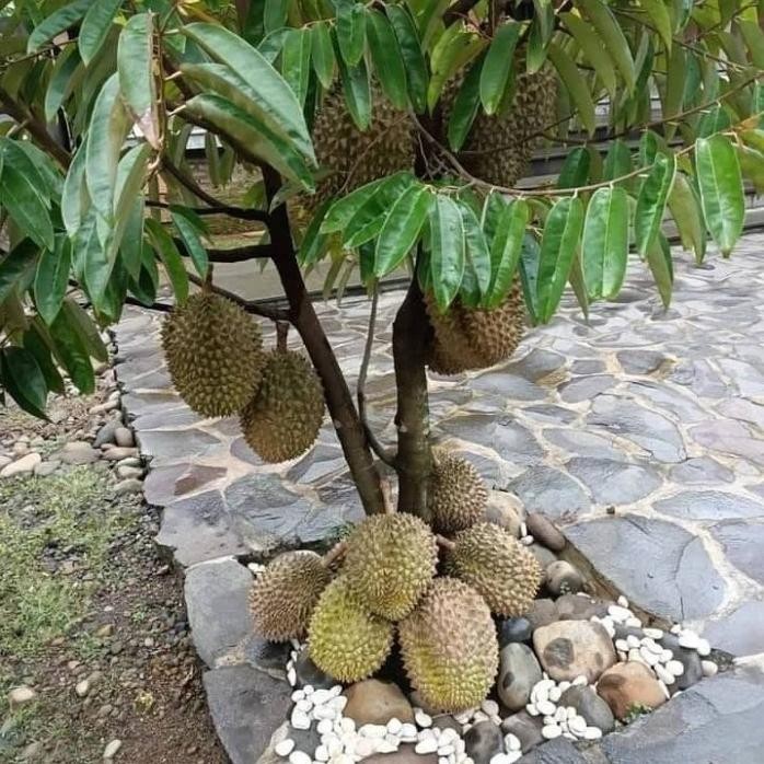 

Terlaris Bibit Durian Montong 1 Meter Hasil Okulasi Pendek Berbuah