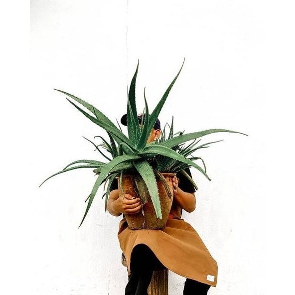 

Terlaris Bibit Tanaman Aloevera Lidah Buaya Jumbo