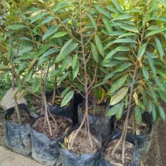

Terlaris Bibit Durian Oche / Duri Hitam Kaki 3 Tinggi 1,5 Meter Up