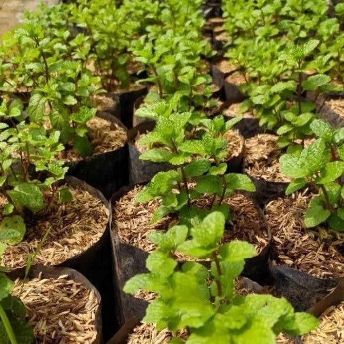 

Terlaris Bibit Tanaman Daun Mint / Pohon Daun Mint Tanaman Herbal Lirgye 3242Ye