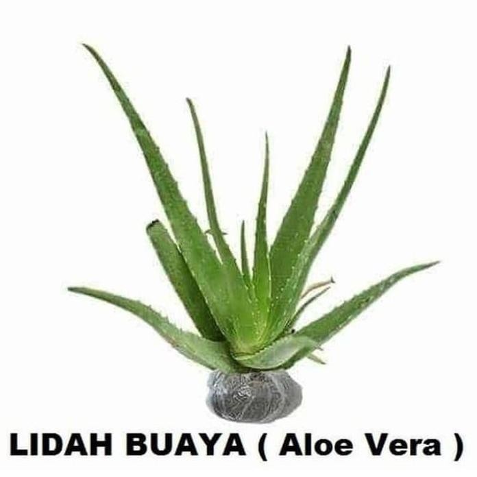 

Terlaris Bibit Tanaman Lidah Buaya Tanaman Hias Lidah Buaya Aloe Vera