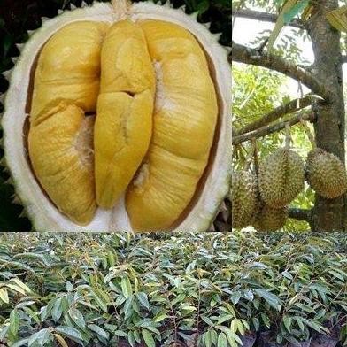 

Terlaris Bibit Durian Bawor